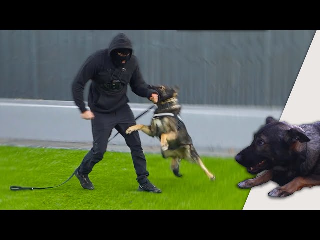 Chiens de garde